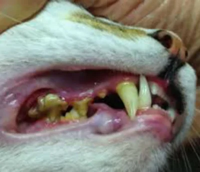 Что это такое и причины образования зубного камня у кошек