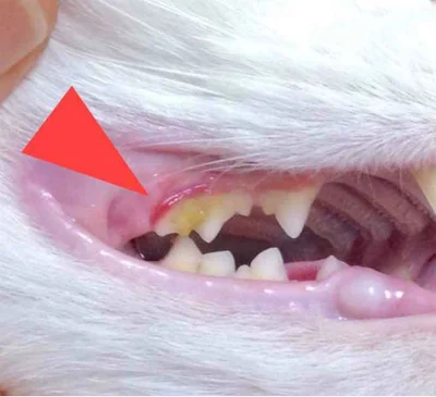 Диагностика и удаление зубного камня у кошки