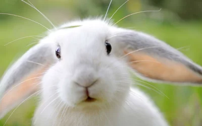 Болезни кроликов -  виды заболеваний, симптомы, лечение.