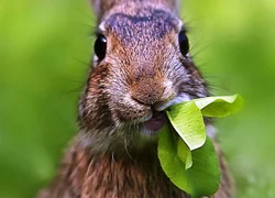 Чем кормить кролика в домашних условиях