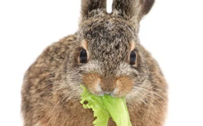 Чем кормить кроликов: советы и рекомендации успешных фермеров