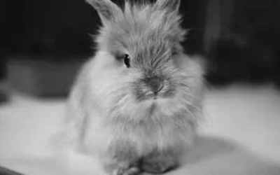 Декоративные кролики - рекомендации по содержанию и питанию