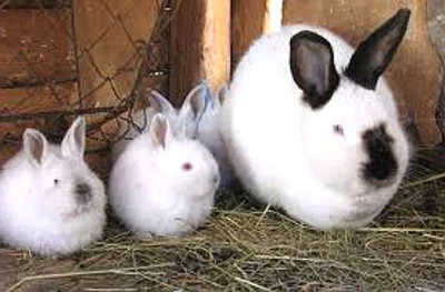 Природа наделила калифорнийских кроликов специфической внешностью