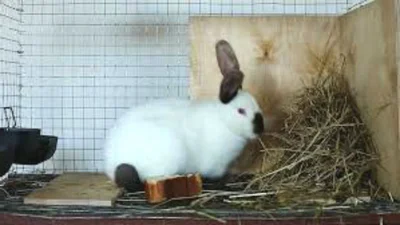 Выращивание калифорнийских кроликов предусматривает, прежде всего, сбалансированное питание