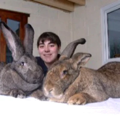 Начинать разводить кроликов гигантов можно с наступления половой зрелости