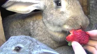 Кролики породы Фландр, требуют особую  заботу и правильное питание