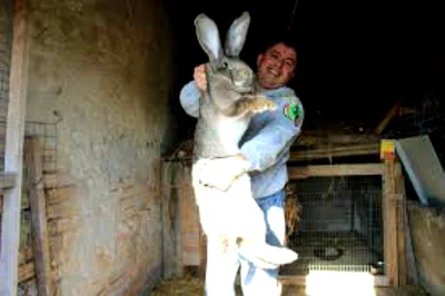 Бельгийские великаны или фландры – это самая крупная порода кроликов