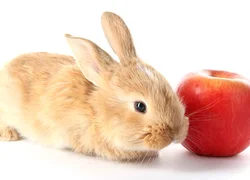 Можно ли кроликам яблоки