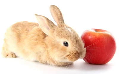 Можно ли кроликам яблоки