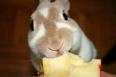 Кролики едят яблоки с большим удовольствием