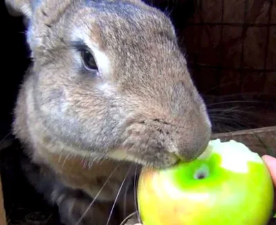 Яблоки кроликам можно и нужно давать, ведь они кладезь витаминов