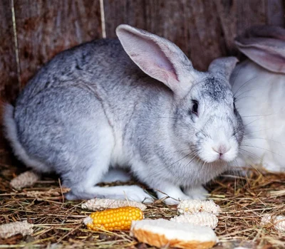 Как правильно кормить кроликов кукурузой