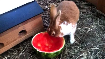 Как угостить кролика арбузом