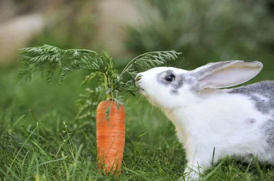 Польза моркови для кроликов