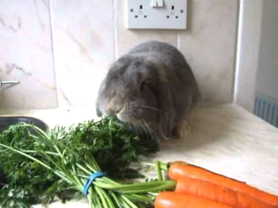Морковная ботва для кролей