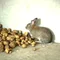 Сырой картофель для кроликов: можно ли давать и в каком количестве