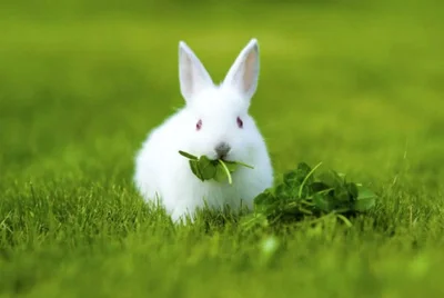 Кормление кроликов должно быть не только разнообразным, но и питательным.
