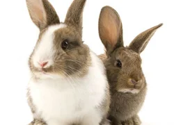 Спаривание кроликов в домашних условиях для начинающих