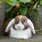 Ушной клещ у кроликов: особенности и лечение