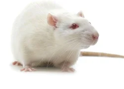Болезни декоративных домашних крыс