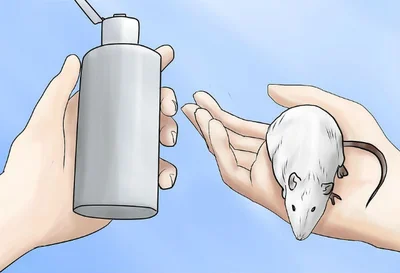 Для того чтобы избавиться от паразитов нужно обработать питомца специальным шампунем, который можно приобрести в ветаптеке