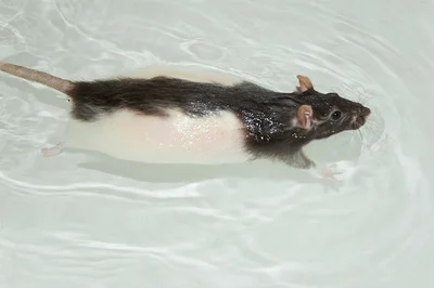 Одни крысы бояться воды и с принятием ванны будут проблемы, другие сами очень любят купаться
