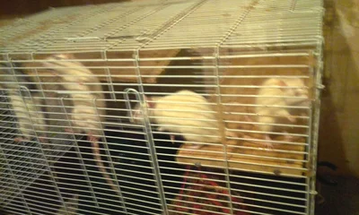 Первое, что следует учесть при покупке комнатных крыс, это то, что грызуны очень подвижные и активные