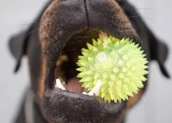 10 пород собак с самыми мощными челюстями