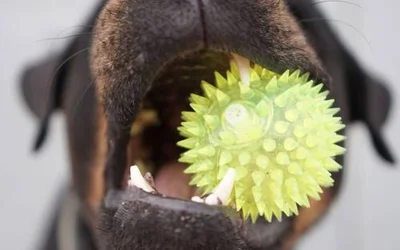 10 пород собак с самыми мощными челюстями