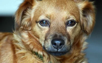 10 предупреждающих признаков рака у собаки