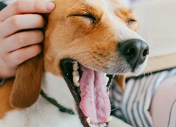 2 главных причины запаха ацетона изо рта у собаки
