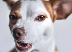 3 частых причины развития трахеита у собак