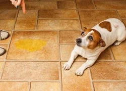 3 пункта профилактики мочекаменной болезни у собак