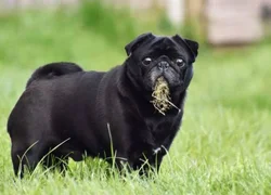 4 главных опасности от поедания травы собакой