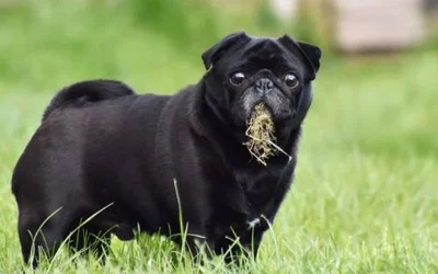 4 главных опасности от поедания травы собакой
