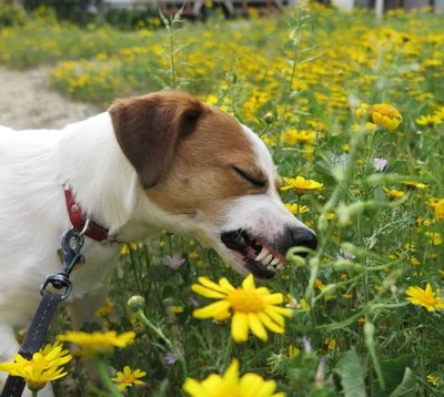 Отравление собаки ядовитыми растениями