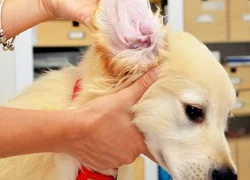 4 первых симптома ушного клеща у собак