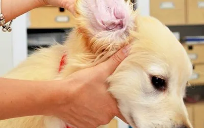 4 первых симптома ушного клеща у собак