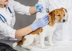 4 правила вакцинации собак