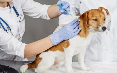 4 правила вакцинации собак