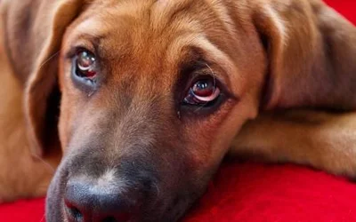 4 причины появления у собаки рвоты с кровью