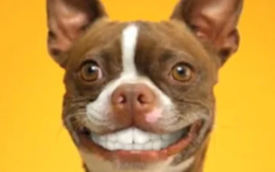 4 причины провести ультразвуковую чистку зубов собаке