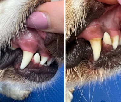 Ультразвуковая чистка зубов у собак