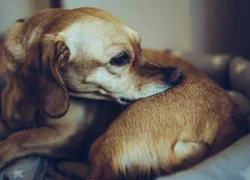 4 причины развития мокнущей экземы у собак