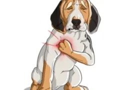 4 признака аритмии у собак