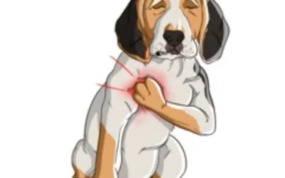 4 признака аритмии у собак