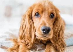 4 самых распространенных заболевания печени у собак