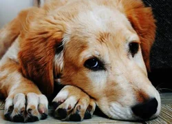 5 основных причин желтухи у собак