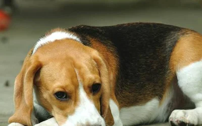 5 первых симптомов парвовируса у собаки
