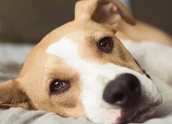5 причин появления розовых пятен на теле у собаки